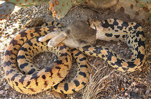 A gopher snake having a bunny for lunch.<br>
Photo by Blitzo.