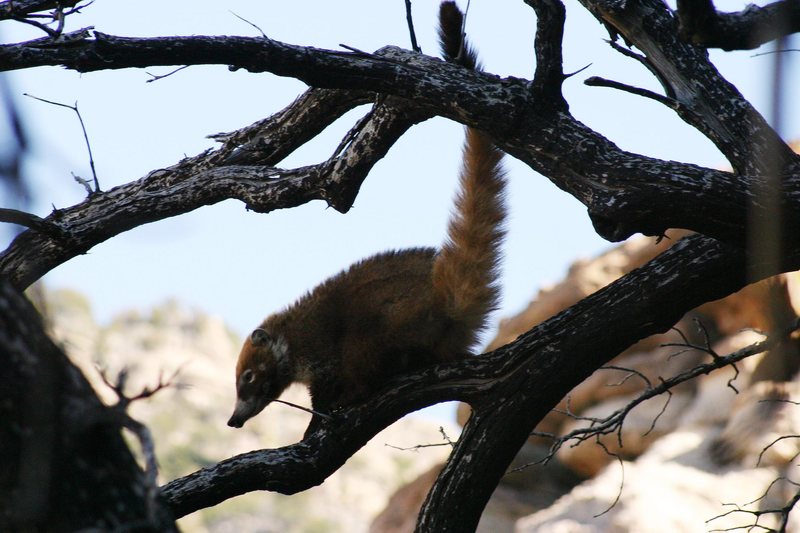 The guard Coati patrols the Super mega Secret area for anyone climbing without authorization.