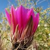 Hedgehog Cactus (Echinocereus engelmannii) bloom, Joshua Tree NP