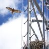 Redtail Hawk, circling nest 40' up the tower at Anderson Pass
