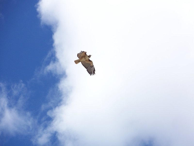 Redtail Hawk, circling its nest on the tower at rattlesnake pass.