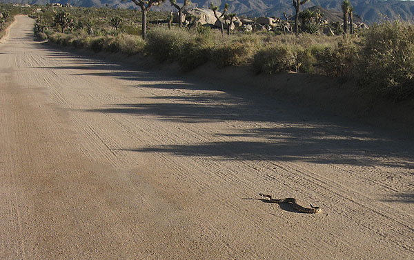 A western diamondback rattlesnake heading down the Geology Tour Road.<br>
Photo by Blitzo.