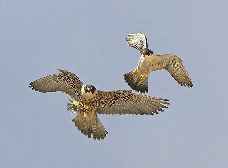 food transfer pic 2, male with songbird in talons. Photo by Will Sooter