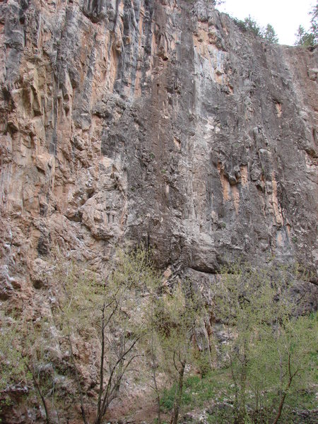 Nessun Dorma follows the prominent light grey streak.