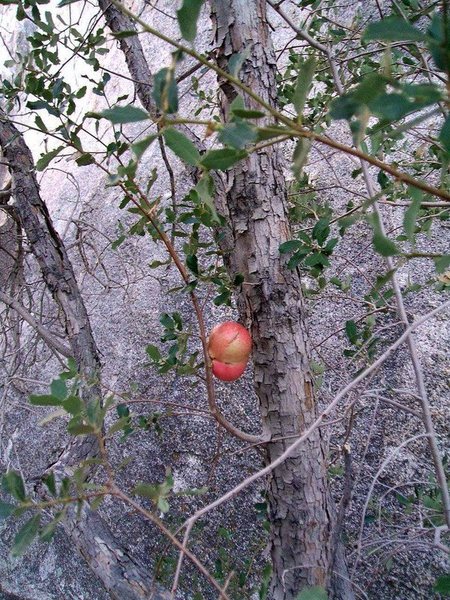 The scrub oaks on the east side of Little Hunk feature several Apple Gall's.<br>
<br>