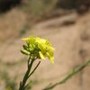Mustard flower (Hirschfeldia incana), Mt. Rubidoux.