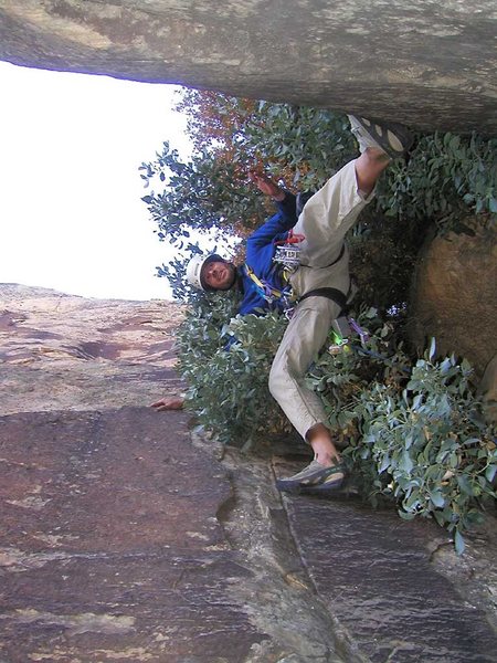 High on the route, stemming on the tree pitch.