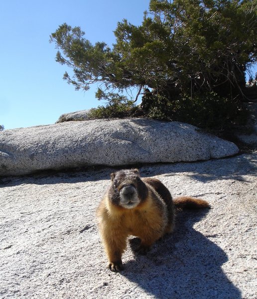 You're looking at me like I have rabies or something.... <br>
<br>
An overly friendly Marmot.