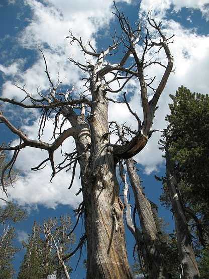 Weathered tree on the hike up to Crystal Crag, Mammoth Lakes Basin.