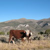 Cows and crags in Northeast Nevada.