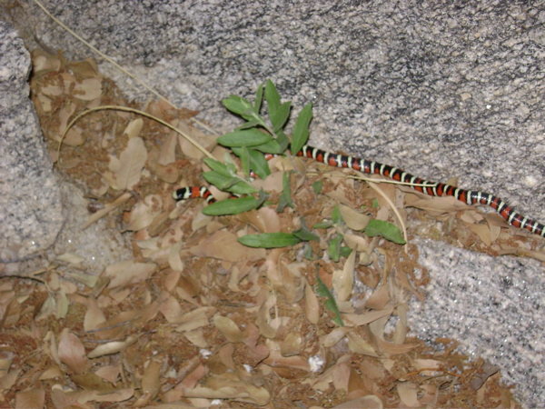 Sonoran Mountain Kingsnake. Saw it hiking out after a nice cool evening of sunset climbing at Punch and Judy.