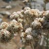 California Buckwheat (Eriogonum fasciculatum), Riverside Quarry