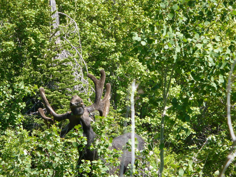 The moose I nearly ran into on the horse trail, Jenny Lake. GTNP, July 2008