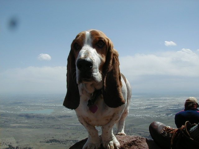 Wilbur, on Bear Peak.