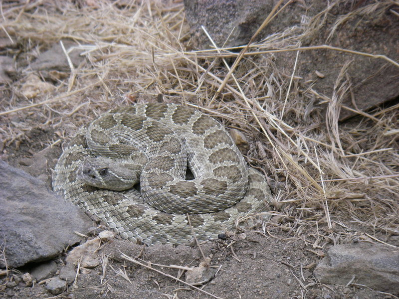 Western Diamondback. He was very comfortable in the middle of the trail.<br>
The snake was moved twice and both times ended up right back in the middle of the trail. No rattle, even when we moved him w stick.