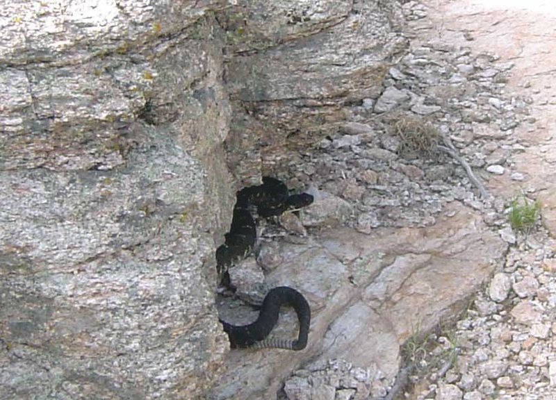 Arizona Black Rattlesnake (Crotalus cerberus) on the way out from the Wiked Witch wall, Munchkinland area. This snake was irritated, but seemed very hesitant to strike. Although ready to defend itself if necessary! Neat sounding rattle, did it in real short bursts, like a shicka..... shicka....