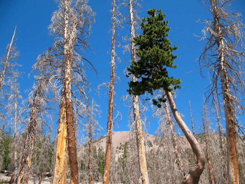 Dead trees and survivor in the Ghost Forest, Horseshoe Lake.