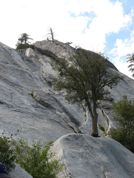 Roughly the line of Serpentine is from slightly left of the base of the large tree, almost straight up the wall tending a bit left. Most of the line is visible in this picture.