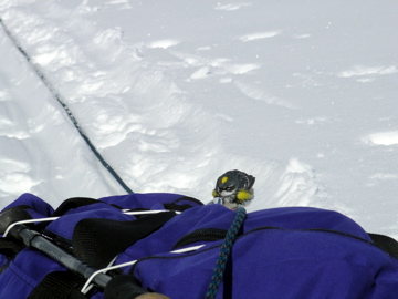 This bird just appeared out of nowhere on the Kahiltna Glacier and was perched on the rope as we rested.