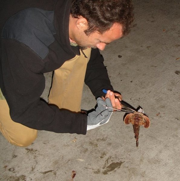 Sweetie, can you get the Scorpion Fish off the hook? I would, but my hand is full of Cheez-Its.<br>
<br>
PS...I like you Jonny. ; )<br>
<br>
Boyfriends are nice.<br>
<br>
(My catch 9/2/08, Newport Beach pier)<br>
<br>