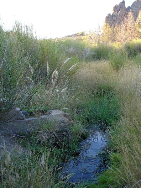 Water in the middle of the desert... Malpais Springs in the Mojave ...