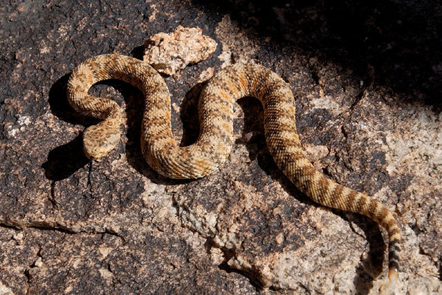 Juvenile Sidewinder Rattlesnake (correction: Speckled Rattlesnake).  Photographed at the base of Mindless Mound in Joshua Tree National Park.