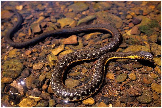 Aquatic, Two-Stripe Garter Snake. <br>
<br>
Photographed in the shallows of Sespe Creek at the base of the Black Wall.