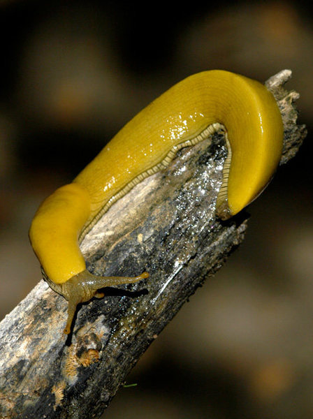 The rare and elusive Banana Slug calls San Ysidro home. Look for these warm and cuddly critters along the climbers trail that connects the Fire Road to the actual crag.