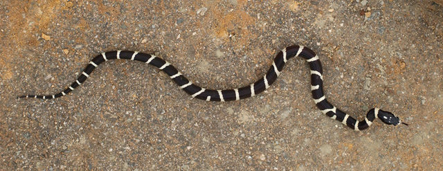 California Kingsnake, photographed in San Ysidro Canyon--just one more extraordinary reason to visit this spectacular Canyon.