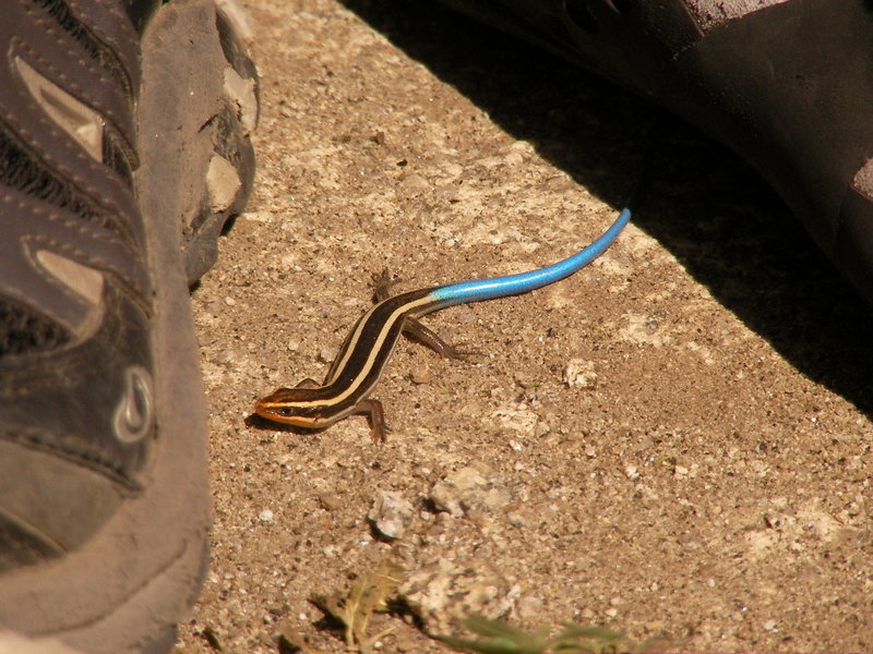 super fast blue tail skink that gave me about 2 seconds to take this shot before taking off in a turquoise blur...