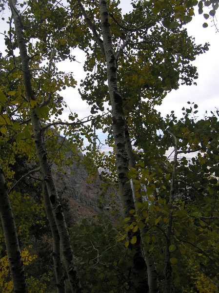 Aspens growing at the base of the route.  