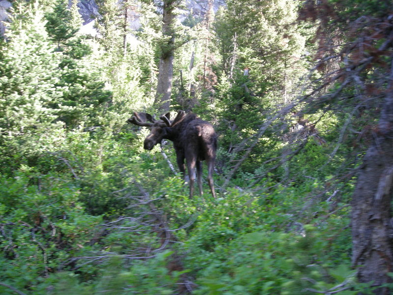 moose. Grand Teton, NP