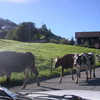 Traffic jam, Swiss style, in Melchtal... even if it holds you up, you gotta love it.