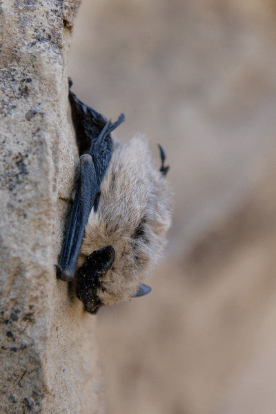 Saw this beautiful creature while exploring new routes at Derrydale Cliff with Romain, in October.