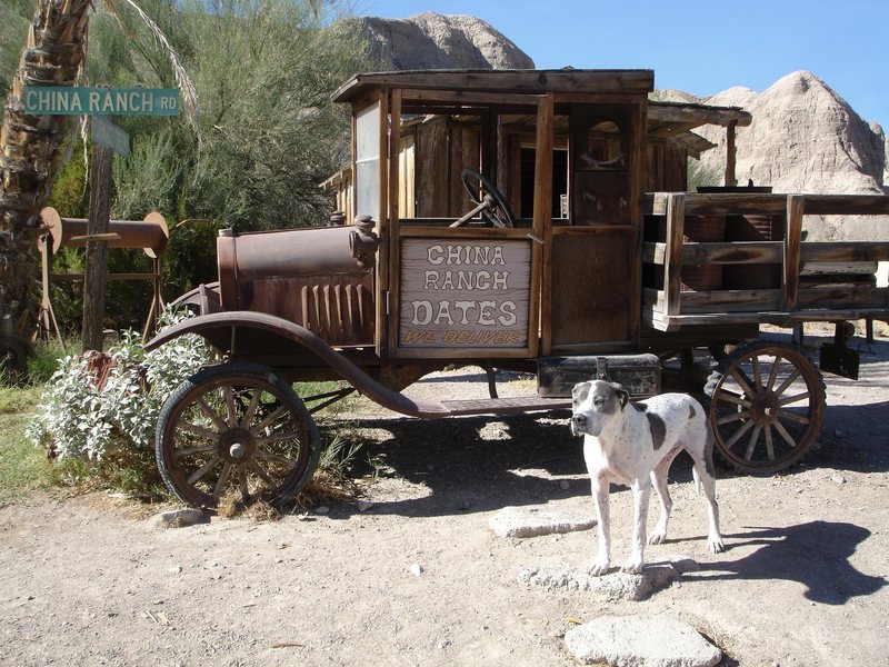 China Ranch, ranch dog scoping out the action at the picnic cabanas.<br>
<br>
Taken 10/24/08