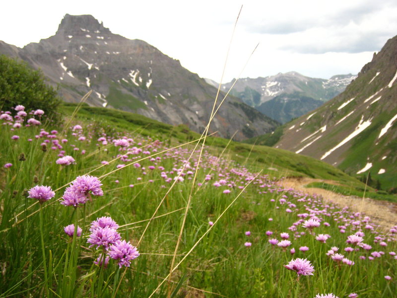 Yankee Boy Basin<br>
San Juans<br>
<br>
July 2008<br>
<br>
A day without climbing is like...this.