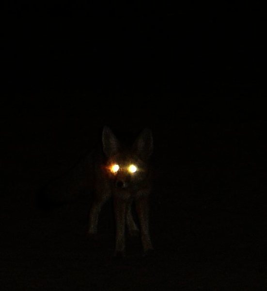 Gray Fox in the Mojave National Preserve.<br>
<br>
Taken on 11/11/08