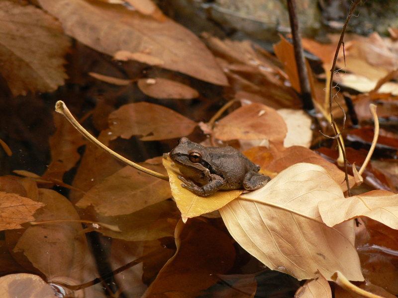 Frogs enjoy hanging out at the spring near the base of the route watching for sketched leaders. November 2008.