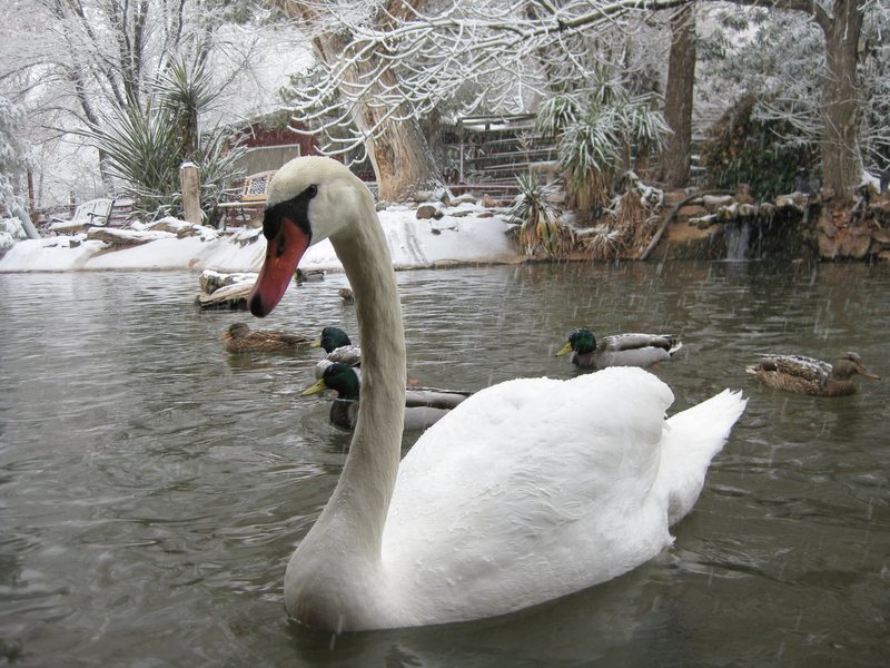 The Bonnie Springs pond on a snowy day.<br>
<br>
Taken 12/17/08
