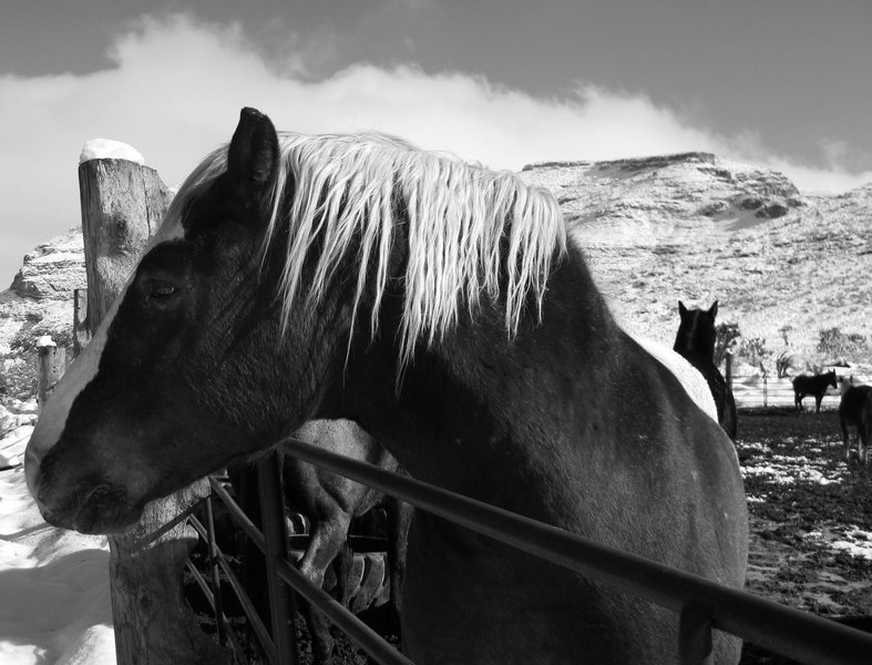 Horses, and the Blue Diamond Hill.<br>
<br>
Taken 12/18/08