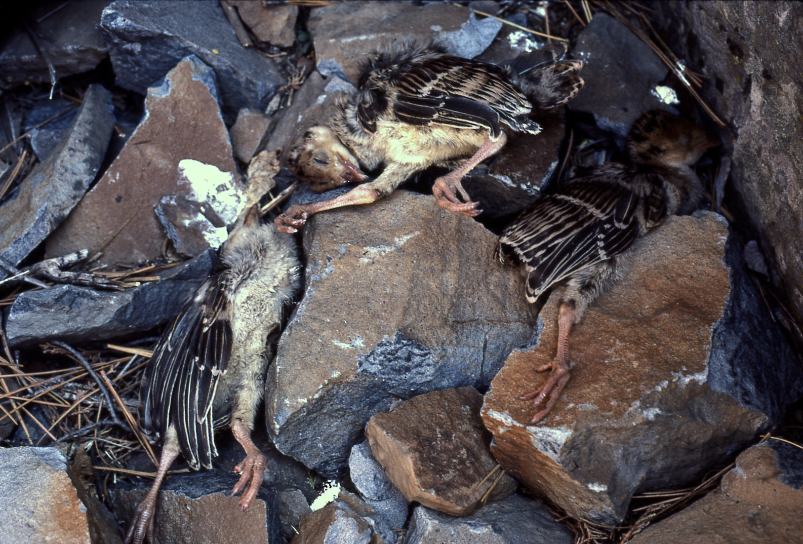 The three dead turkeys. J. Haisley photo