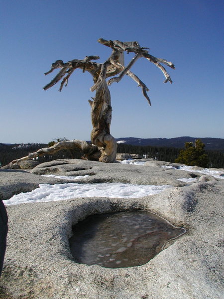 Pothole in Yosemite granitic rock. Sentinel Dome. Chemical and physical processes enlarge holes over time. Water is a polar molecule and acts as a chemical solvent, causing weathering of granite around the hole Standing water in pothole causes granite to disintegrate= auto cyclic reaction.<br>
<br>
This tree is the famous Ansel Adams photo: http://thetuncluer.files.wordpress.com/2007/07/ansel-adams-jeffrey-pine-sentinel-dome.jpg