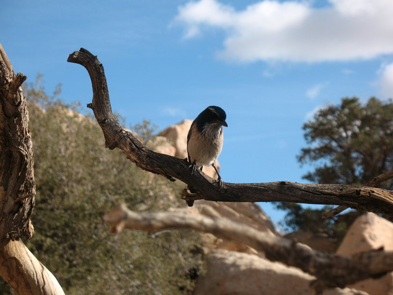 A Blue Jay that followed my brother around.<br>
<br>
<br>
Photo by: Tobin Sanson