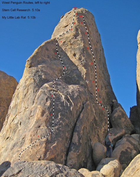 Stem Cell Reasearch and My Little Lab Rat, locarted on the West Penguin, Alabama Hills