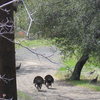 wild turkeys... (on my brother's  property) : )