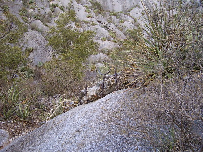 The "garden of bleedin'" gun sight for the ropes