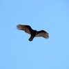 These guys are always around on the Main Face.  I think this is a vulture but I know there are some eagles around Yonah as well.