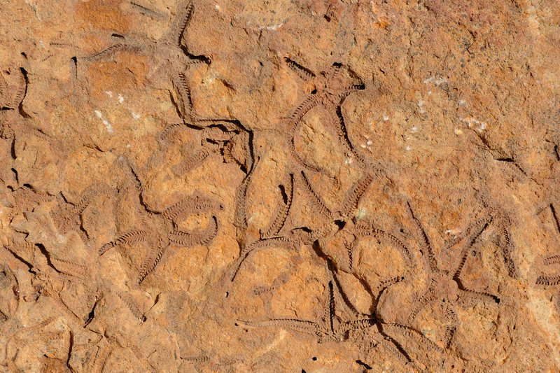 Imprint of Brittle Stars, found on a rock in the Central Gully of the Fortress (4,000 feet above sea level!)