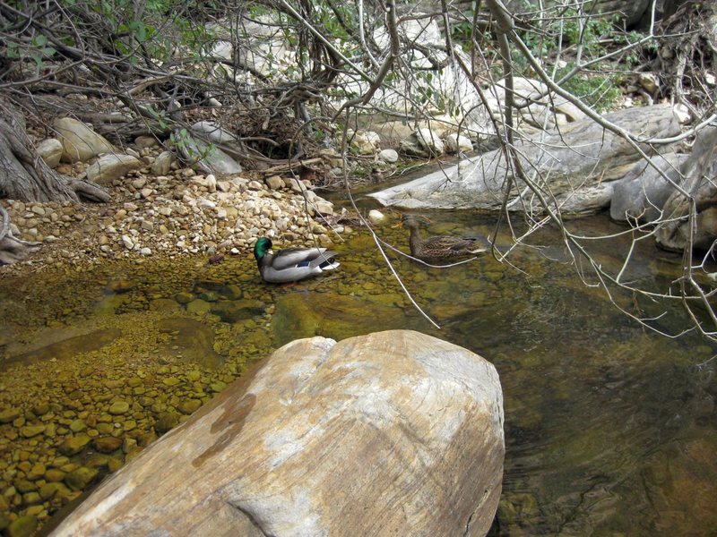 Hiking further upstream, we thought we would have the north fork of Pine Creek Canyon all to ourselves until we stumbled upon these quacks.<br>
<br>
Taken 4/10/09