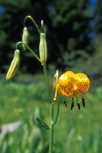 Leopard Lilies, seen in the meadow at the Needles trailhead.